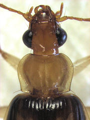 Trigonothops pacifica