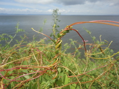 Cuscuta japonica