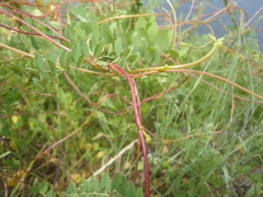 Cuscuta japonica