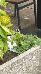 Passer domesticus