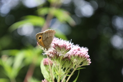 Hyponephele lycaon
