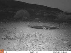 Pterocles bicinctus bicinctus