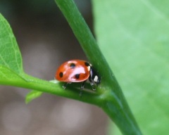 Coccinella septempunctata