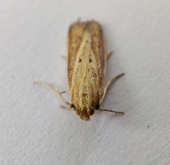 Hypsotropa unipunctella