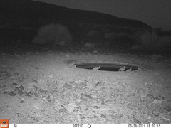 Pterocles bicinctus bicinctus