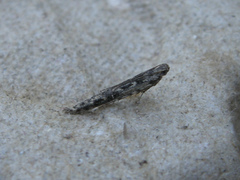 Batrachedra praeangusta