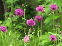 Cirsium schantarense