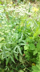 Anthriscus cerefolium