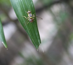 Bactrocera dorsalis