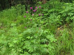 Cirsium schantarense