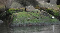 Calidris maritima