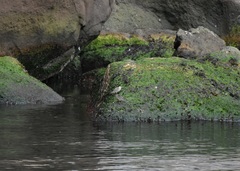Calidris maritima
