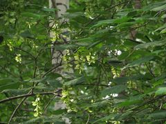 Acer tegmentosum