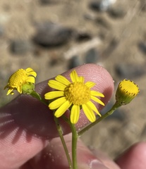 Senecio litorosus