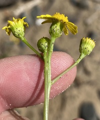 Senecio litorosus