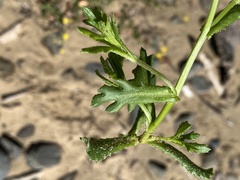 Senecio litorosus