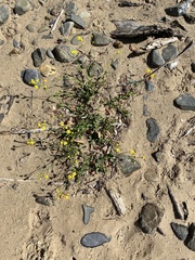 Senecio litorosus