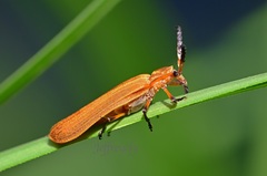 Lycostomus placidus