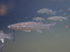 Planiliza subviridis