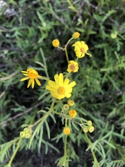 Senecio brigalowensis