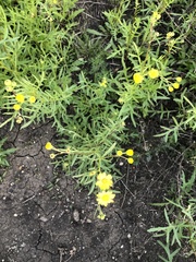 Senecio brigalowensis