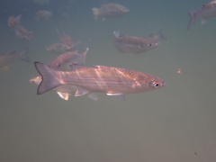 Planiliza subviridis