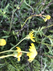 Senecio brigalowensis