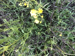 Senecio brigalowensis