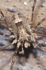 Forsteropsalis inconstans