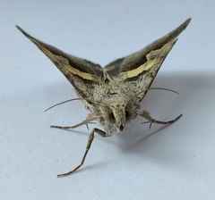 Drasteria caucasica