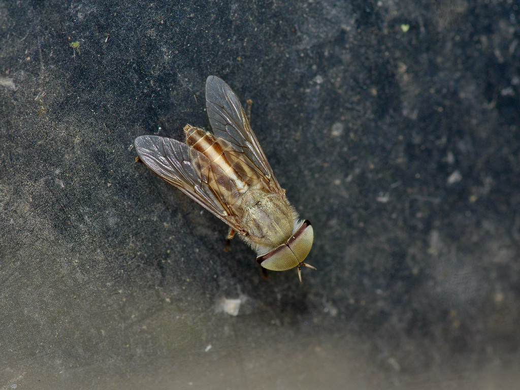 striped horse fly