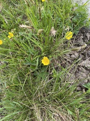 Potentilla crantzii