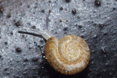 Cavellia anguicula