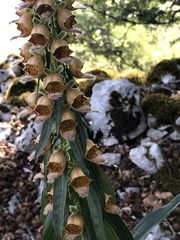 Digitalis ferruginea