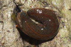 Australopacifica mariae