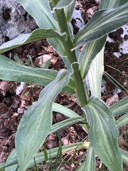 Digitalis ferruginea