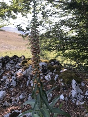 Digitalis ferruginea