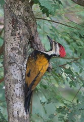 Dinopium benghalense