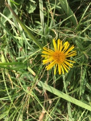 Pentanema britannica