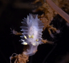 Lophodoris danielsseni