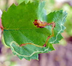 Agromyza alnibetulae