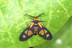 Thyrassia penangae