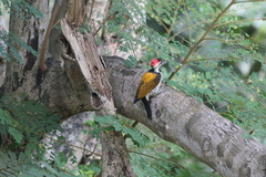 Dinopium benghalense