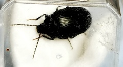 Coleoptera