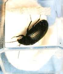 Coleoptera
