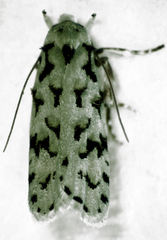 Izatha peroneanella