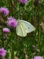 Pieris rapae