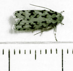Izatha peroneanella