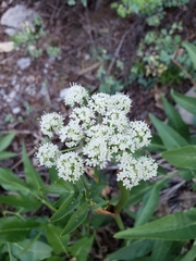 Angelica kingii