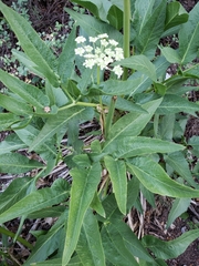 Angelica kingii